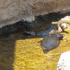 Harbor Seals