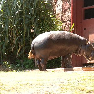 Pygmy Hippo