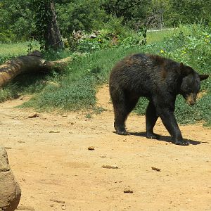 American Black Bear