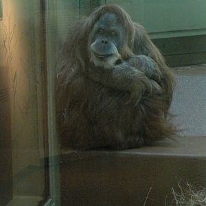 Orang-utan