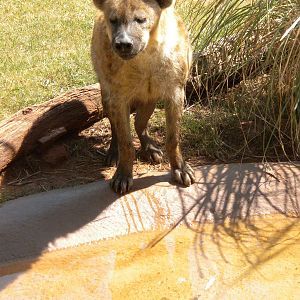 Spotted hyena