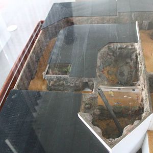 Scale model - Amazon Flooded Forest