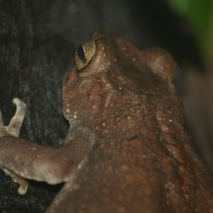 Asian tree toad