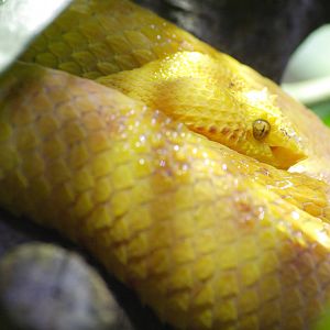 Eyelash viper