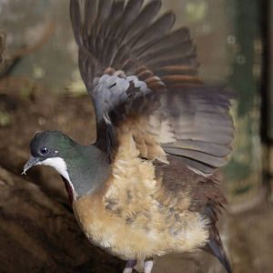 Mindanao bleeding-heart pigeon