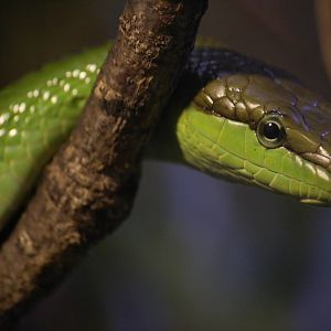 Red-tailed racer