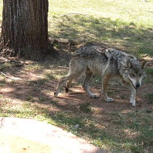 Mexican Gray Wolf