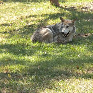 Mexican Gray Wolf