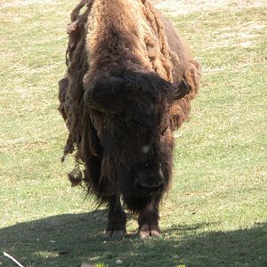 American Bison