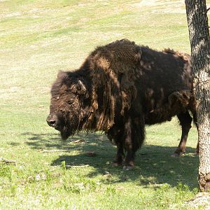 American Bison