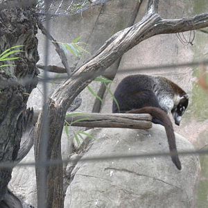 White-Nosed Coati