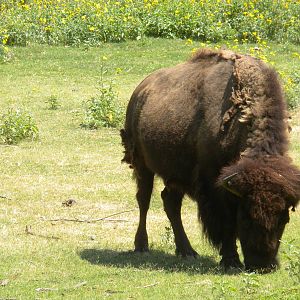 American Bison