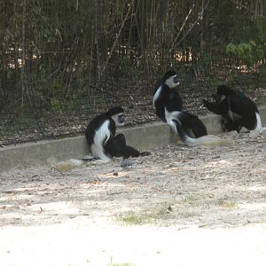 Colobus Monkeys