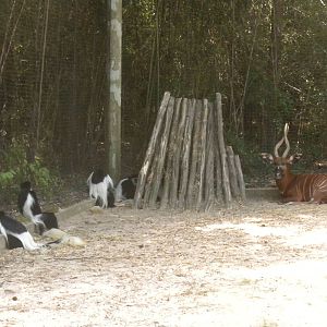 East African Bongo and Colobus Monkey