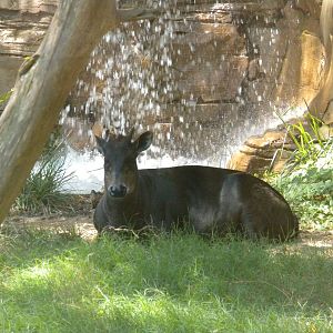 Yellow-Backed Duiker