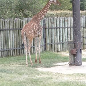 Reticulated Giraffe