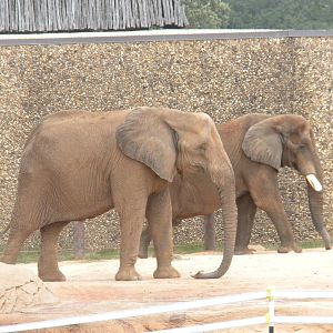 African Elephants