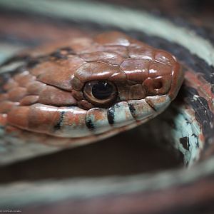 San Francisco Garter Snake - 24/01/2012