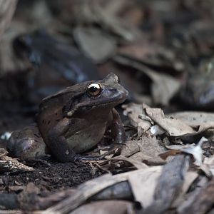 Mountain Chicken - 24/01/2012