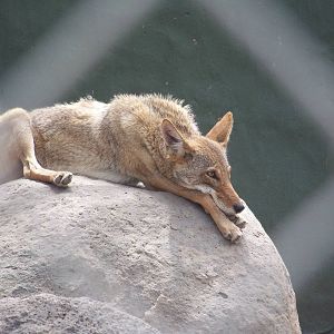 Bored Coyote