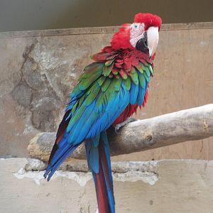Green Winged Macaw