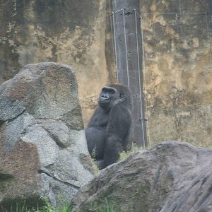 Gorilla