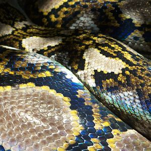 Reticulated Python