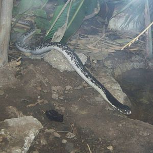 Siamese Spitting Cobra