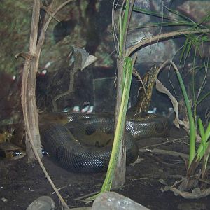 Green Anaconda