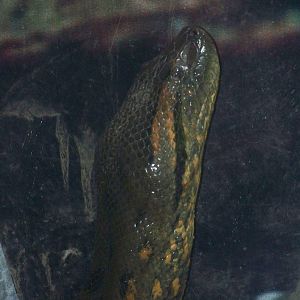 Green Anaconda