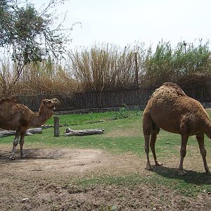 Dromedaries
