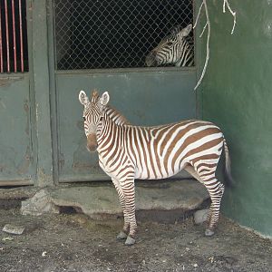 Archie the red striped zebra