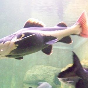 Redtail Catfish