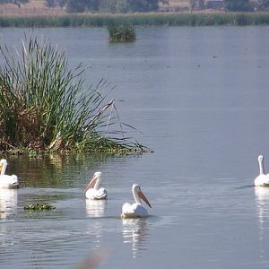 White pelicans