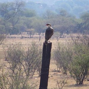 Crested Caracara