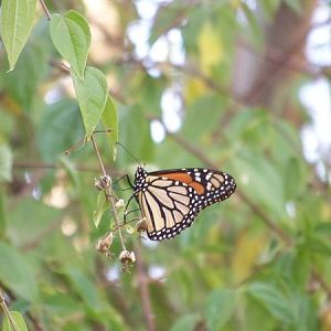 Monarch Butterfly
