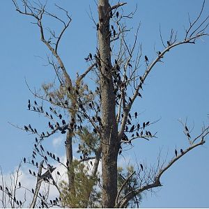 Cowbirds