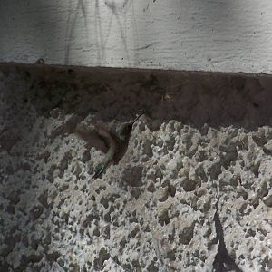 Thieving Hummingbird