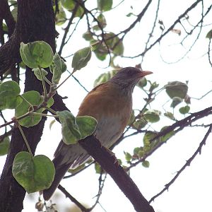 Rufous backed robin