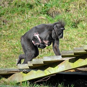 Black Crested Macaque Mother and Baby