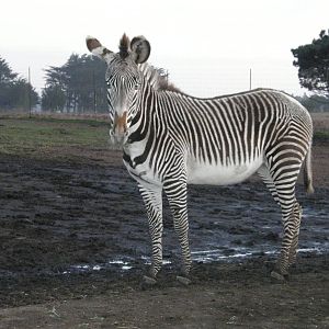 grevys zebra