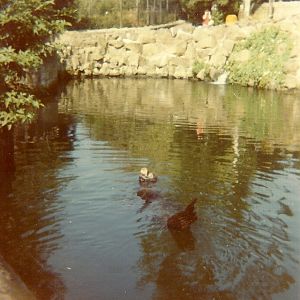 Sealion Pool 1976