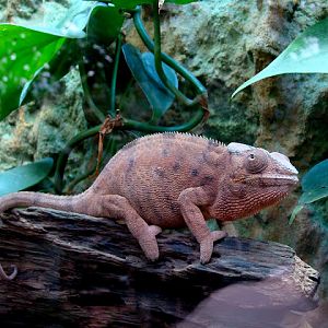 28.01.2012 Zoo Wroclaw