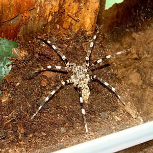 28.01.2012 Zoo Wroclaw