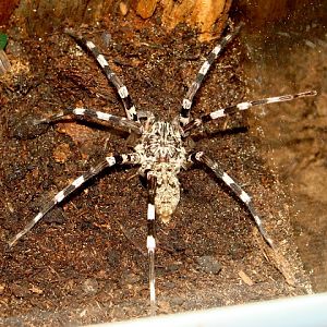 28.01.2012 Zoo Wroclaw