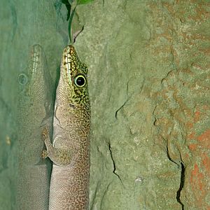 28.01.2012 Zoo Wroclaw