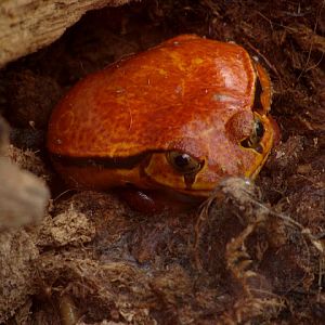 28.01.2012 Zoo Wroclaw