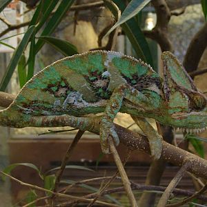 28.01.2012 Zoo Wroclaw