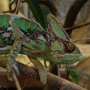 28.01.2012 Zoo Wroclaw