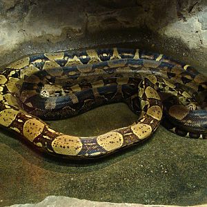 28.01.2012 Zoo Wroclaw